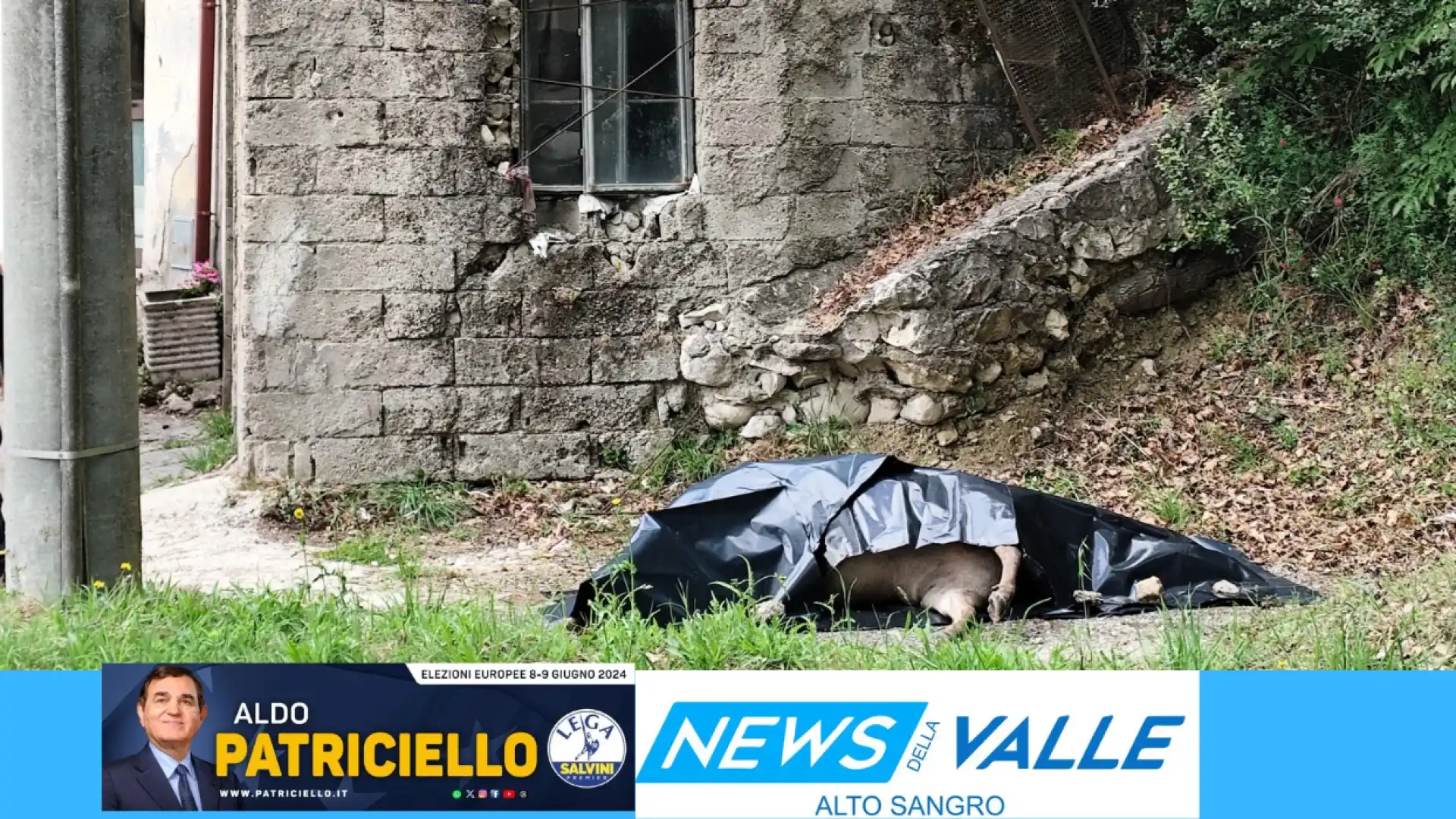 Cerro al Volturno: cervo cade da un costone e finisce sul tetto di un negozio.